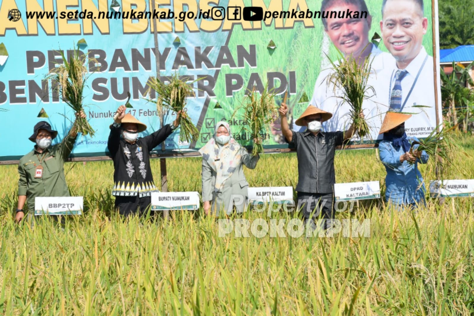 Bisa Dipanen Lebih Cepat, Padi Genjah Dikembangkan di Kelurahan Tanjung Harapan