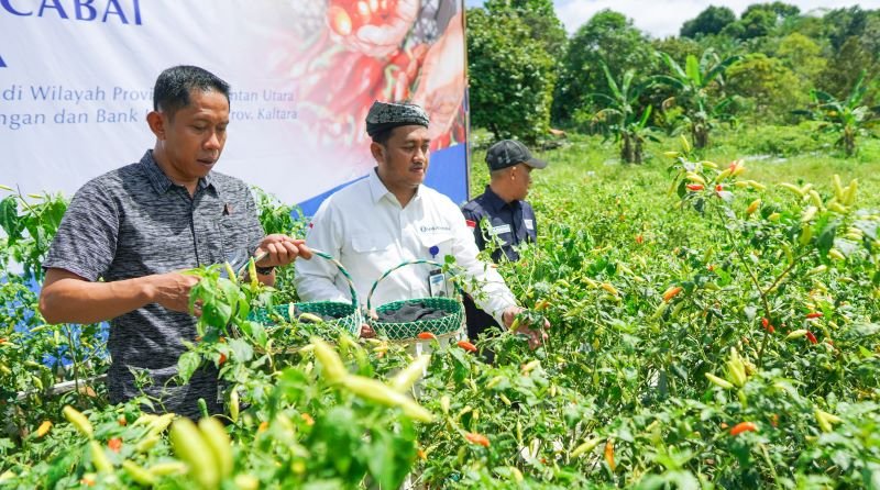 KPwBI Kaltara Bersama Pemda Panen Cabai, Kembangkan Metode Proliga di Bulungan