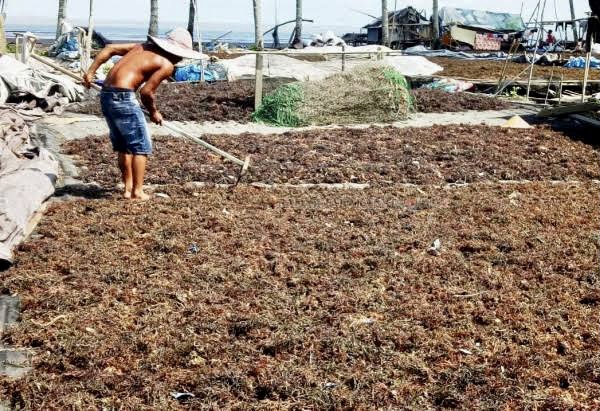 Produksi Rumput Laut di Kaltara Meningkat hingga 9,21 Persen