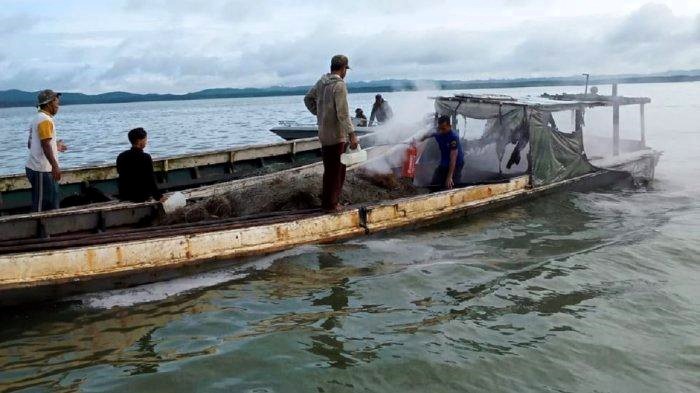 DKP Kaltara Izinkan Pemukat Rumput Laut Gunakan Jangkar