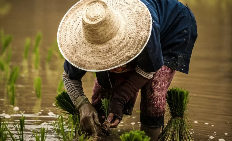 NTP Mei 2025 Alami Penurunan Tipis, Petani Kaltara Hadapi Tekanan Harga Komoditas