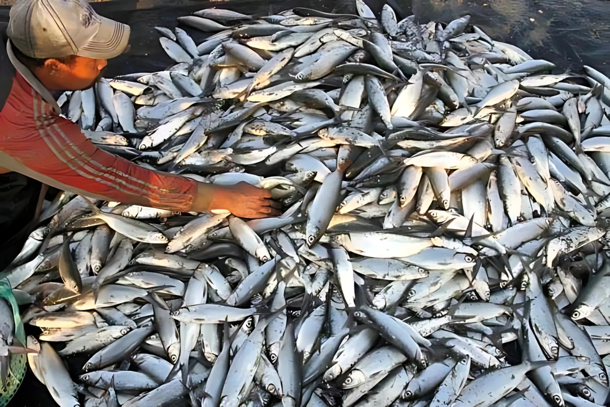 Pelatihan Cabut Duri Ikan Bandeng Jadi Upaya Nyata Tingkatkan Keterampilan dan Ekonomi Warga Tarakan