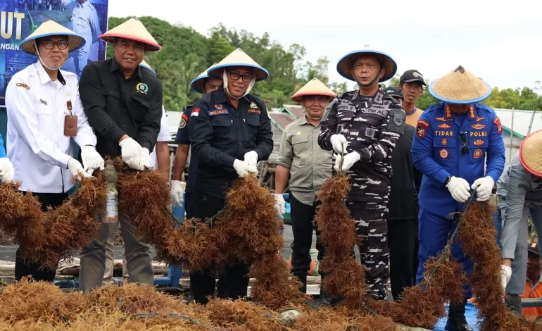 Dukung Ketahanan Pangan Maritim, Kodaeral XIII dan Pemkot Tarakan Gelar Panen Raya Rumput Laut