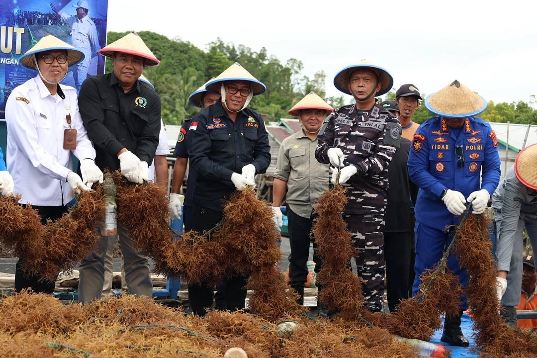 Dukung Ketahanan Pangan Maritim, Kodaeral XIII dan Pemkot Tarakan Gelar Panen Raya Rumput Laut