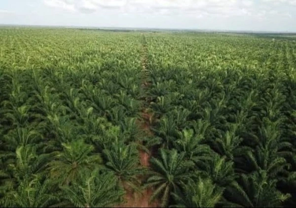 Target Rampung 2026, Akbar Ali Sebut Raperda Perkebunan Kaltara Fokus Bereskan ‘Benang Kusut’ Sengketa HGU